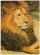 Un Lion - Leones