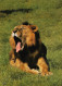 Un Lion - Leones
