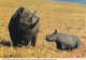 Rhinocéros Noir Et Son Petit - Rhinoceros