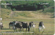 Jordan - Alo - Horses, 12.2000, 1JD, 100.000ex, Used - Jordanie