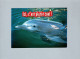 Dauphins - Dolphins