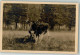 39684411 - Foto M. Steckel Zwei Elchschaufler Verlag Kilophot Serie XXIV. 6. - Autres & Non Classés