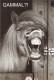 Horse - Cheval - Paard - Pferd - Cavallo - Cavalo - Caballo - Häst - Pictura - Double Card - Chevaux