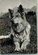 10141211 - Schaeferhunde Liegender Schaeferhund - Chiens