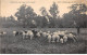 TYPES ET COSTUMES D'AUVERGNE - Pâturage De Moutons - Très Bon état - Auvergne Types D'Auvergne