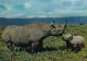 Faune Africaine Rhinocéros - Rhinoceros