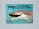 Dauphins - Dolphins