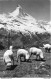 SUISSE VS Zermatt, Matterhorn Und Sunnegga # Schaf # Moutons Au Pâturage  Cpsm PF 1965 - Zermatt