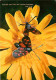 Animaux - Papillons - Fleurs - CPM - Voir Scans Recto-Verso - Butterflies