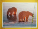 Kov 509-2 - BEAR, OURS,  - Osos