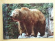 Kov 509-1,2 - BEAR, OURS - Osos