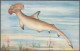 The Hammer-Head Shark, Madras Fishes, C.1910s - Madras Aquarium Postcard - Poissons Et Crustacés