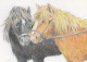 Horse - Cheval - Paard - Pferd - Cavallo - Cavalo - Caballo - Häst - Double Card - Chevaux