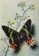 Papillons Exotiques Urania Riphéus (Madagascar) - Vlinders