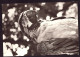 AK 212043 BIRD / VOGEL - Papagei - Oiseaux