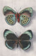 Papillon Callithéa Leprieuri (Pérou) Vu Sur Deux Faces - Papillons