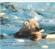 Animaux - Ours - Ours Blanc - Bear - CPM - Voir Scans Recto-Verso - Ours