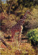 Animaux - Girafes - Flamme Postale De Savigny Sur Orge - CPM - Voir Scans Recto-Verso - Giraffes