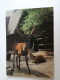 D202982  AK  CPM  - ZOO -  Edelhirsch  Hind    - Hungarian Postcard 1981 - Lions