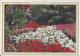 CPM    Espana Islas Canarias  Tenerife  Jardines De Tenerife  Avec Blason - Tenerife