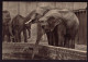 AK 212073 ELEFANT - Afrikanische Elefanten - Elephants