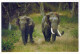 ELEFANTE Animale Vintage Cartolina CPSM #PBS762.A - Éléphants