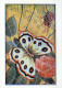 FARFALLA Animale Vintage Cartolina CPSM #PBS437.A - Papillons