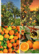 Lote De 11 Postales De  Naranjas Alguna Con Viñeta. - Covers & Documents