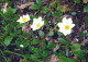 FLOWERS Vintage Postcard CPSM #PAR453.GB - Blumen