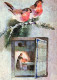 OISEAU Animaux Vintage Carte Postale CPSM #PAN014.FR - Vögel
