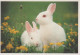 RABBIT Animals Vintage Postcard CPSM #PBR112.GB - Autres & Non Classés