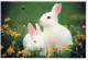 RABBIT Animals Vintage Postcard CPSM #PBR112.GB - Autres & Non Classés