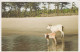 VACHE Animaux Vintage Carte Postale CPSM #PBR828.FR - Kühe