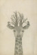 JIRAFA Animales Vintage Tarjeta Postal CPSM #PBS958.ES - Girafes