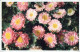 FLOWERS Vintage Ansichtskarte Postkarte CPA #PKE700.DE - Fleurs