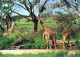 GIRAFFE Tier Vintage Ansichtskarte Postkarte CPSM #PBS961.DE - Girafes