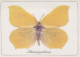 SCHMETTERLINGE Tier Vintage Ansichtskarte Postkarte CPSM #PBS432.DE - Butterflies