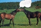 CAVALLO Vintage Cartolina CPSMPF #PKG935.IT - Horses