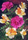 FIORI Vintage Cartolina CPSM #PBZ405.IT - Fleurs