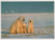 NASCERE Animale Vintage Cartolina CPSM #PBS246.IT - Bären