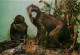 Animaux - Singes - Italie - Italia - Milan - Milano - Museo Civico Di Storia Naturale - Mandrillo - Mandrill - Carte Neu - Affen