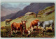 39424111 - Kalb Sign.Mueller Jun. HKM Serie 228 - Cows