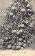 Trinidad - Cannon Ball Tree - Publ. Stephens Ltd.  - Trinidad