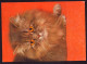 AK 212202 CAT / KATZE - Perserkatze - Chats