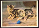 AK 212213 CAT / KATZE - Chats