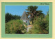 17. ILE D'OLERON – Moulin Du Coivre (voir Scan Recto/verso) - Ile D'Oléron