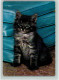 12089211 - Katzen Color AK - Katzenkind - Katten