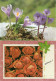 Fleurs X 3 - Crocus - Roses ... - Fleurs