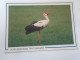 Delcampe - D203120  Birds - Stork Cigogne Stroch - Lot Of 3 Postcards - OOIEVAARDORP  Het Liesveld - Oiseaux
