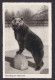 Bund Ansichtskarte Tiere Bären Heimattiergarten Neumünster Masch-St. Rendsburg - Lettres & Documents